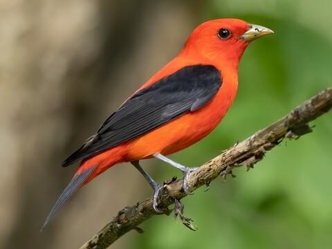 scarlet tanager.jpg